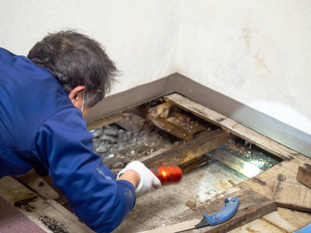 Best Residential Mold Remediation in Llano Grande, TX
