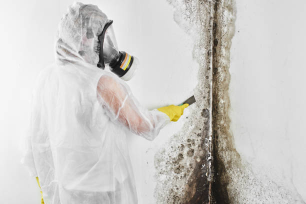 Best Kitchen Mold Remediation in Llano Grande, TX