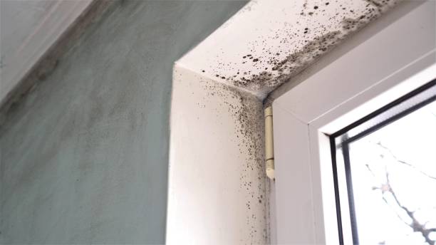 Best Post-Flood Mold Remediation in Llano Grande, TX