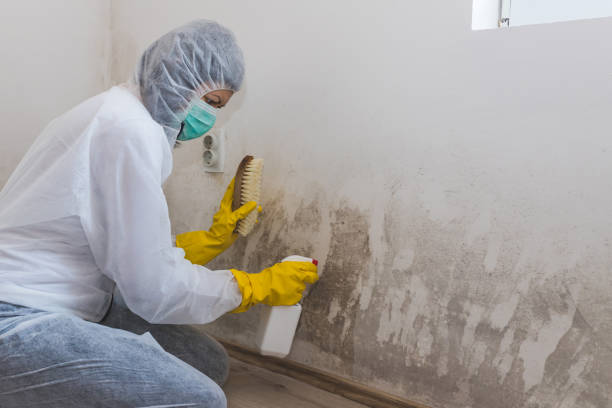 Best Mold Testing and Inspection Services in Llano Grande, TX