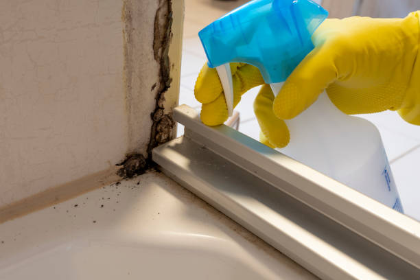 Best Kitchen Mold Remediation in Llano Grande, TX
