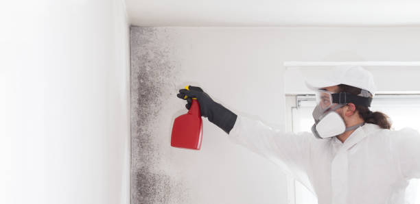Best DIY Mold Remediation Support Services in Llano Grande, TX