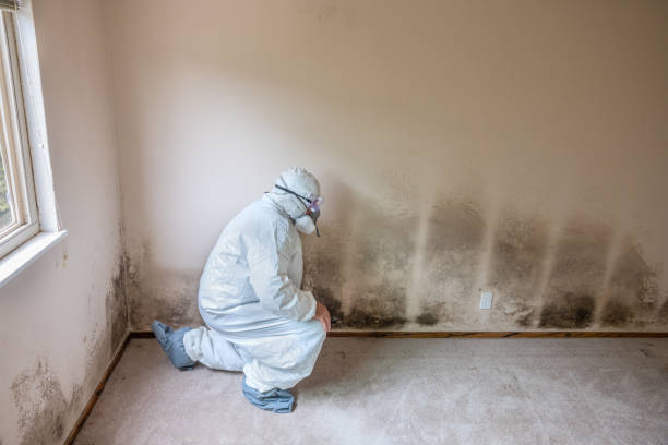 Best White Mold Remediation in Llano Grande, TX