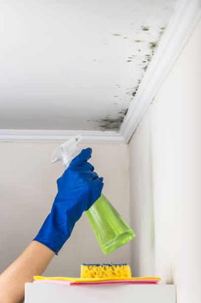 Best Black Mold Remediation in Llano Grande, TX